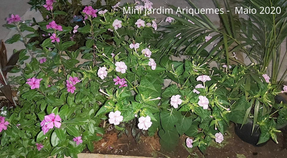 Mini Jardim Ariquemes - Maio 2020